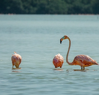 Laguna de Pedro Muñoz