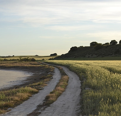 Campo de Criptana. Laguna de Salicor