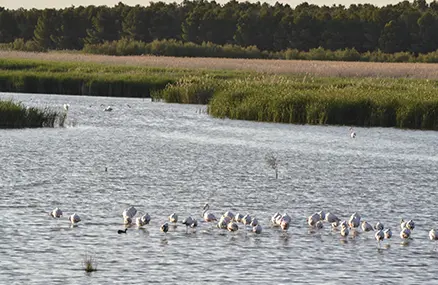 Turismo Activo y Deporte en Campo de Criptana. Naturaleza. Complejo lagunar de Alcázar de San Juan